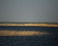 Oiseau en vol au-dessus des roselières d’un lac calme