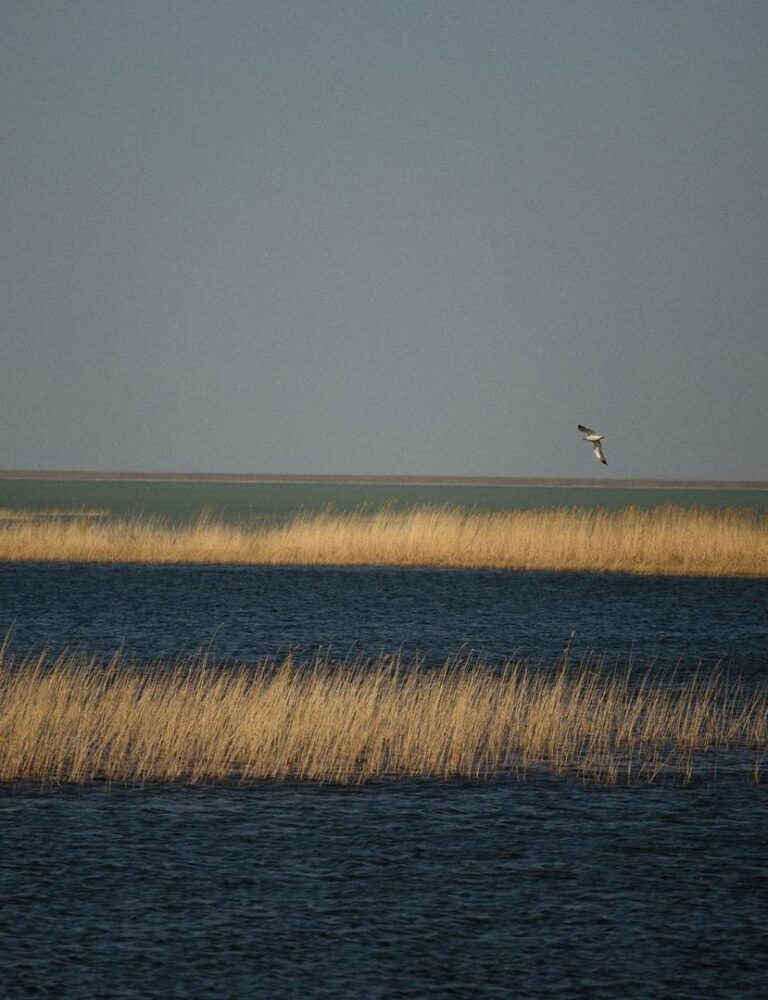 Oiseau en vol au-dessus des roselières d’un lac calme