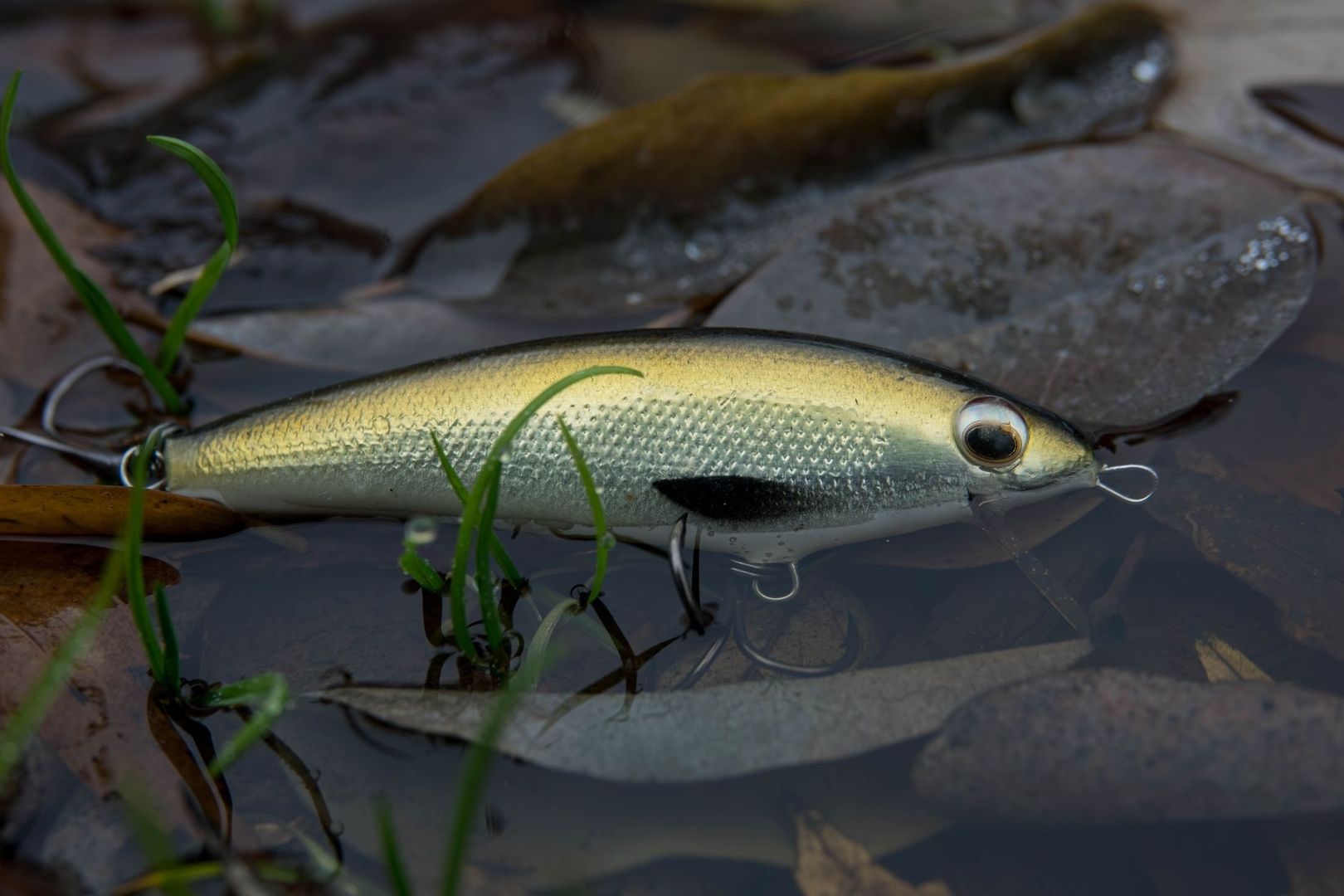 Poisson argenté posé dans l